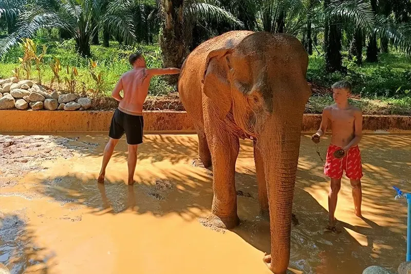 Elephant Care Experience