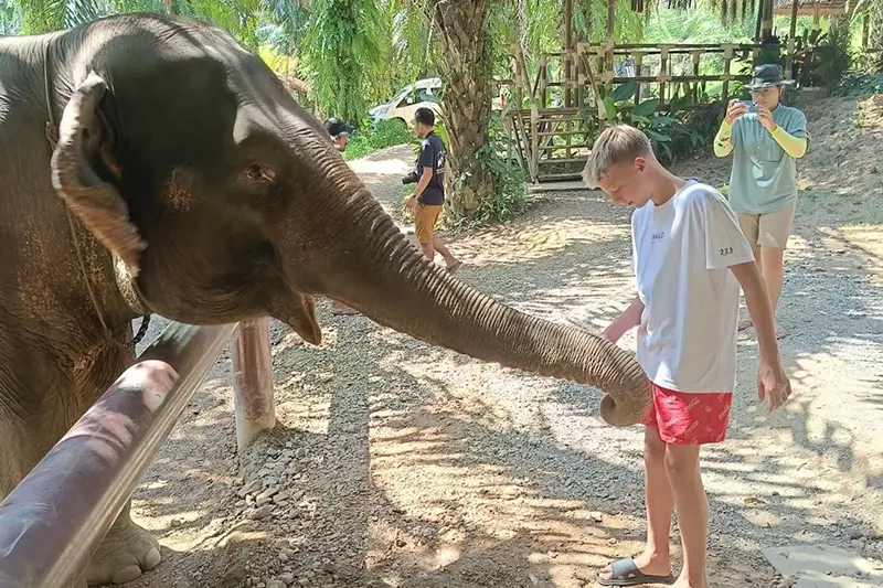 Elephant Care Experience