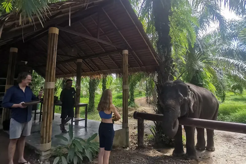 Elephant Care Experience
