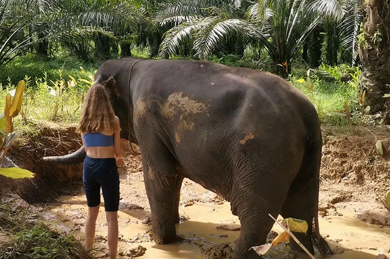 Elephant Care Experience