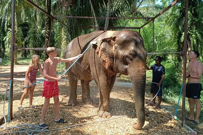 Elephant Care Experience