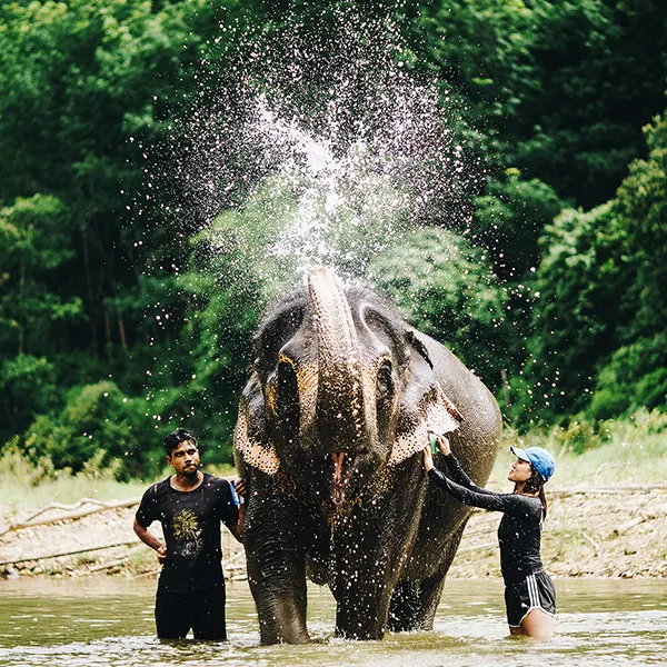 Elephant Care Experience