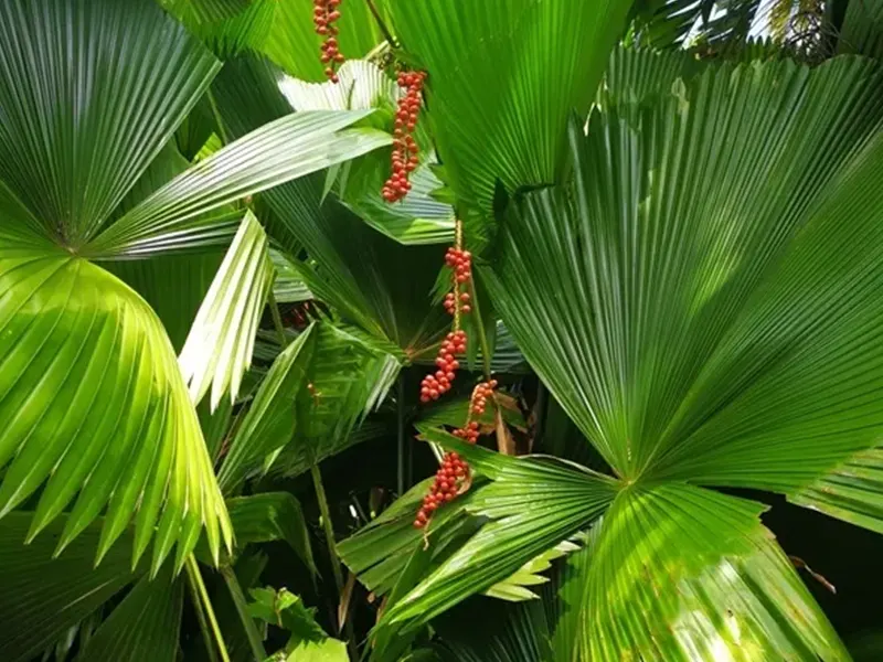 White backed palm